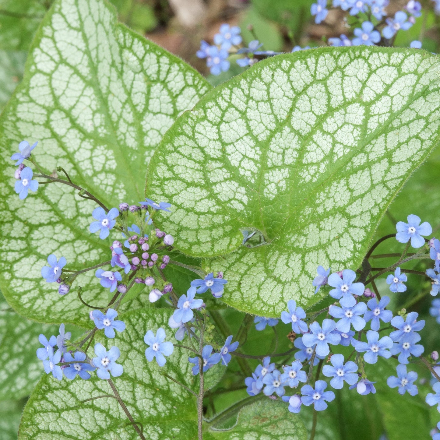 Brunnera Alexanders Great