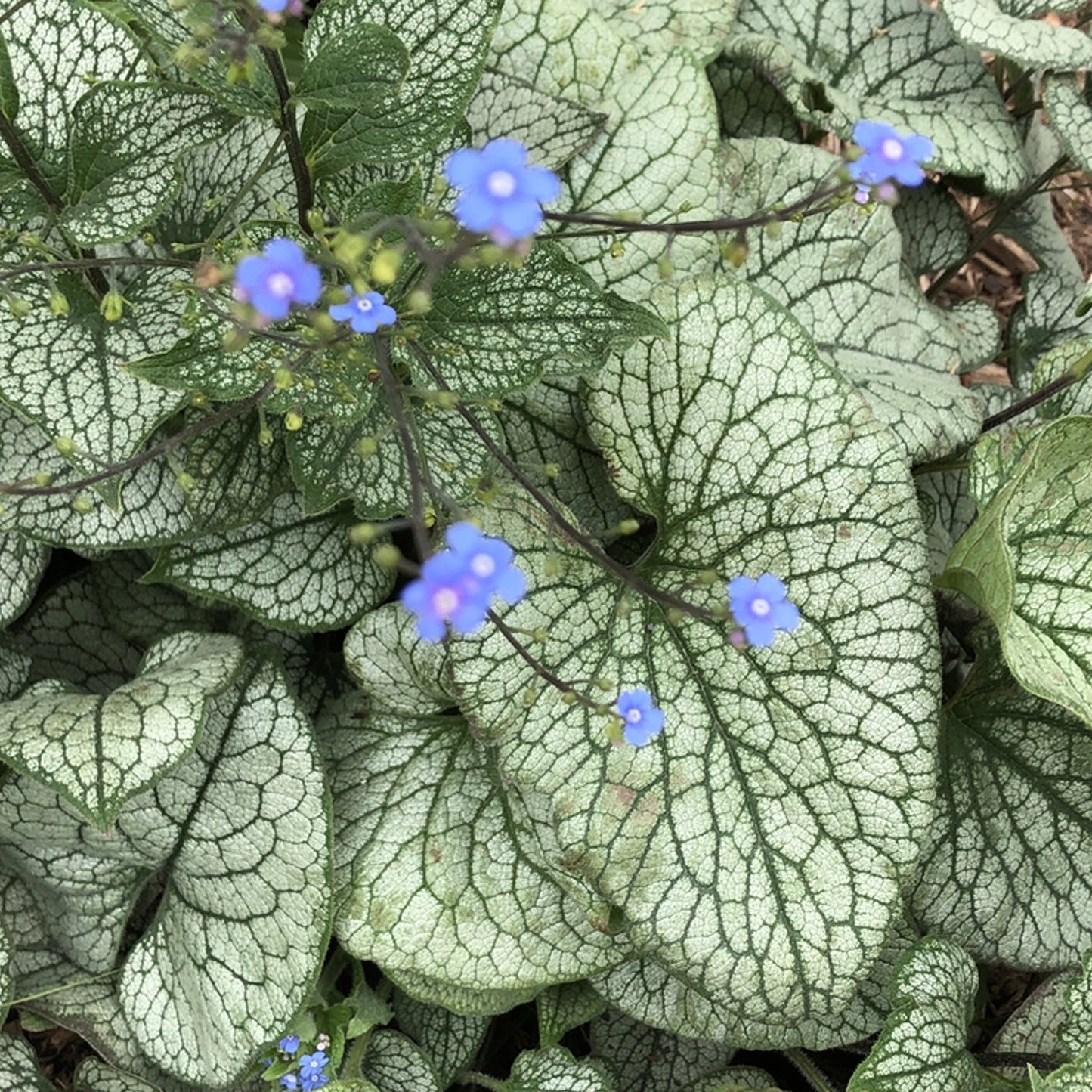 Brunnera Alexanders Great