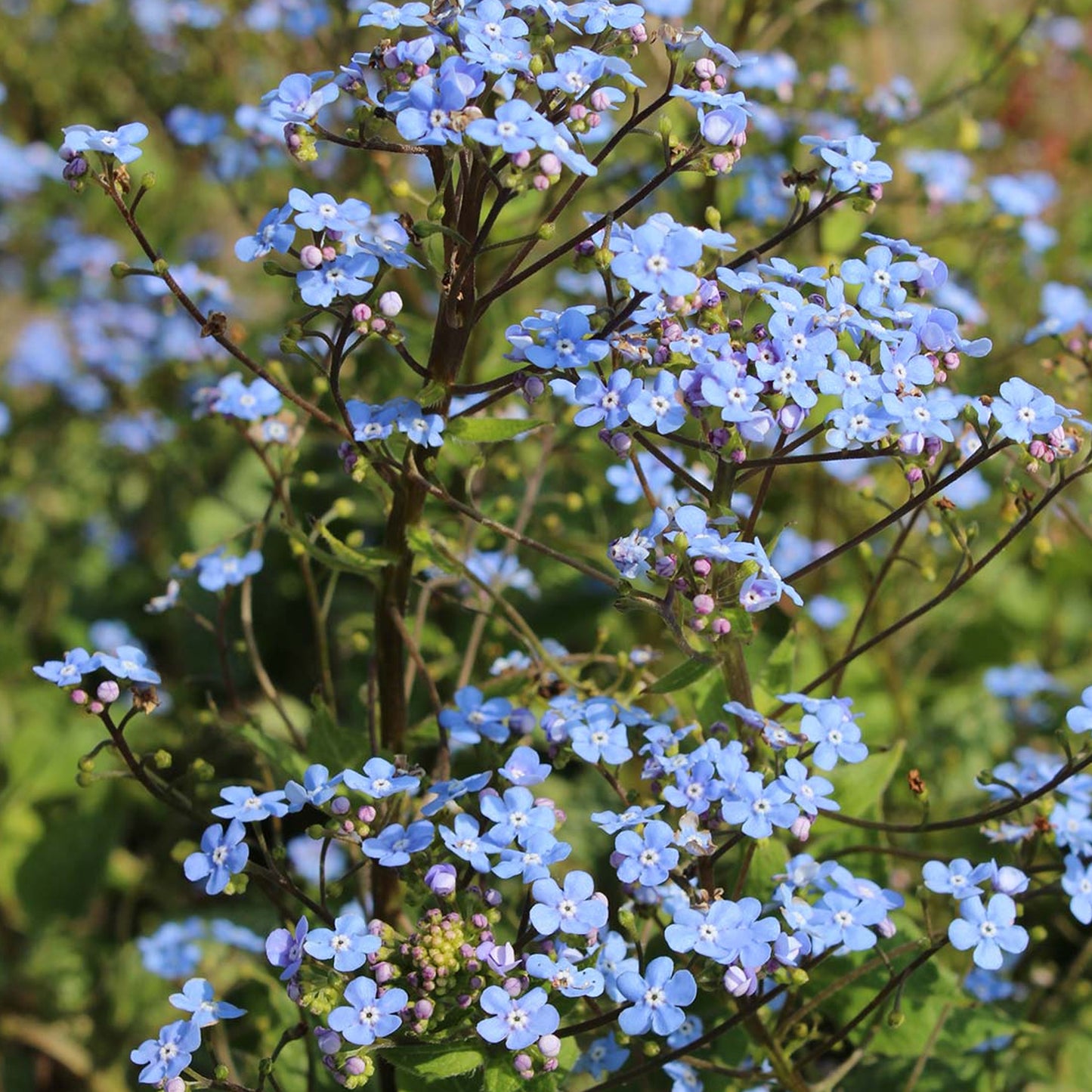 Brunnera Alexanders Great