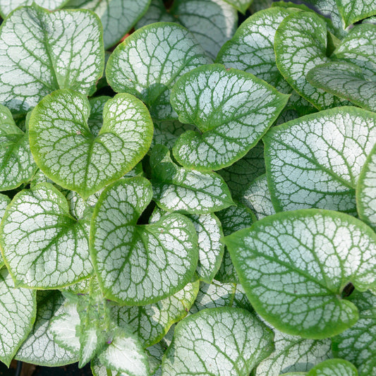 Brunnera Jacks Gold