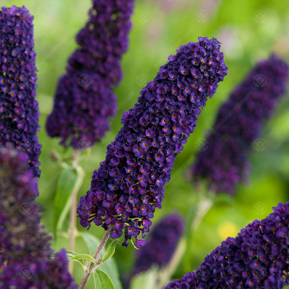 Buddleia Black Knight (9cm)
