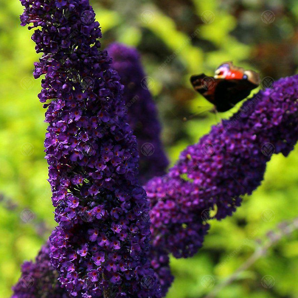 Buddleia Black Knight (9cm)