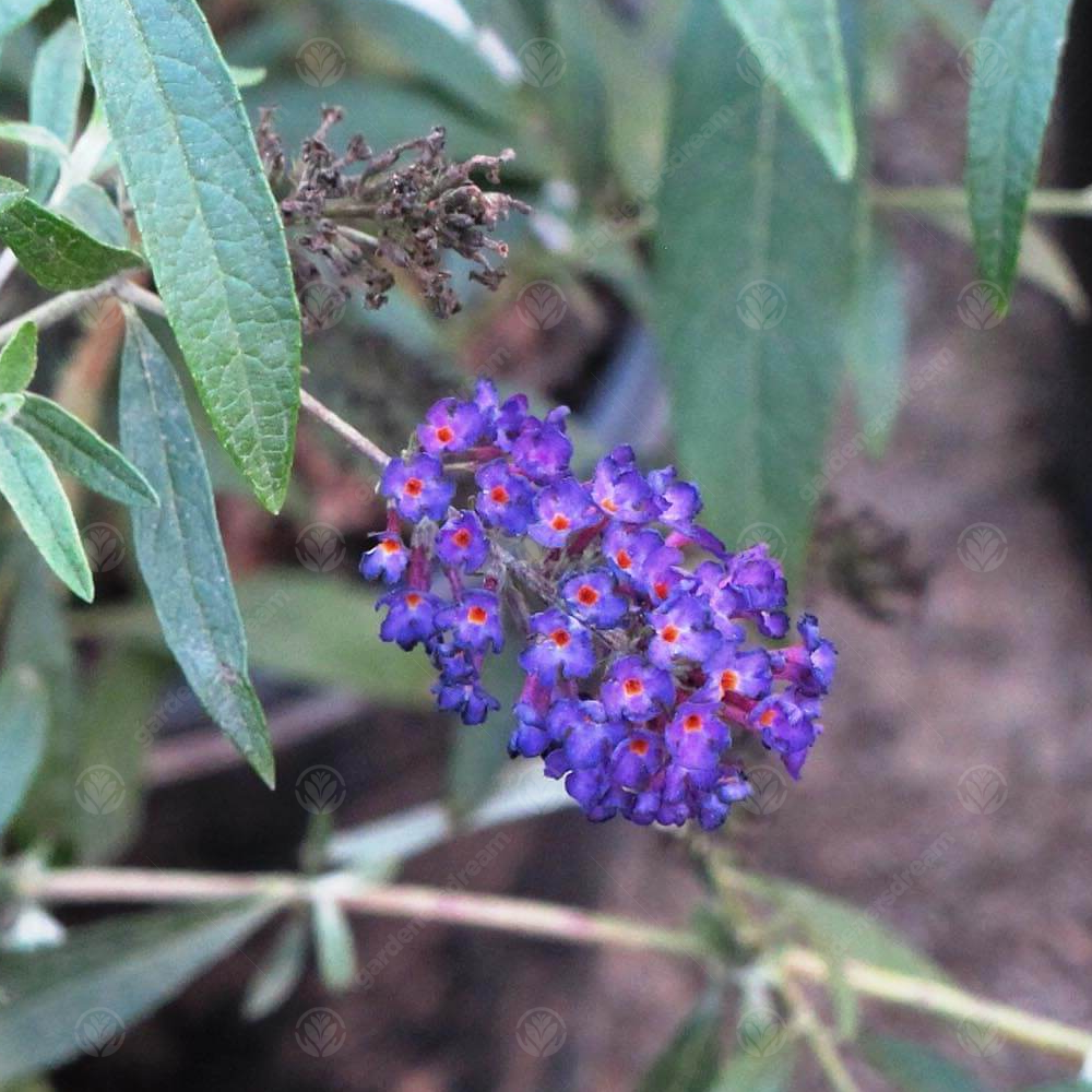 Buddleia Black Knight (9cm)