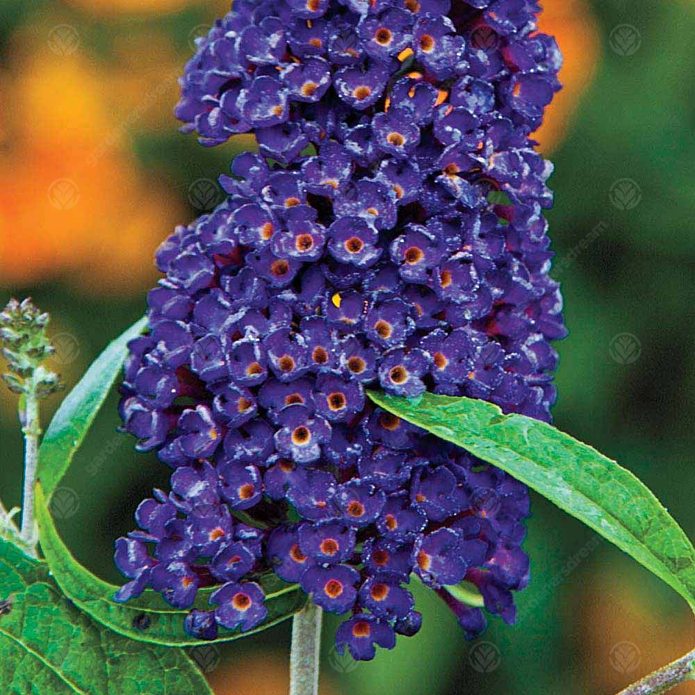 Buddleia Black Knight (9cm)