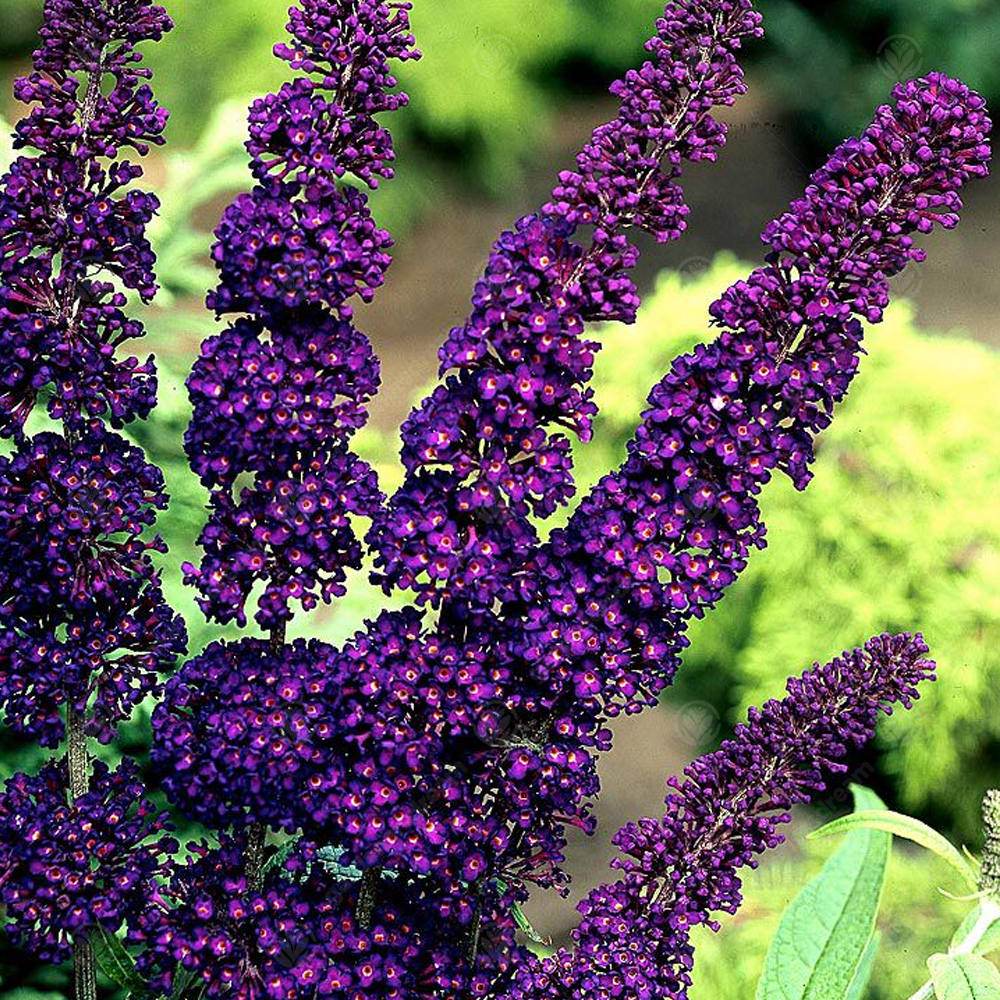 Buddleia Black Knight (9cm)