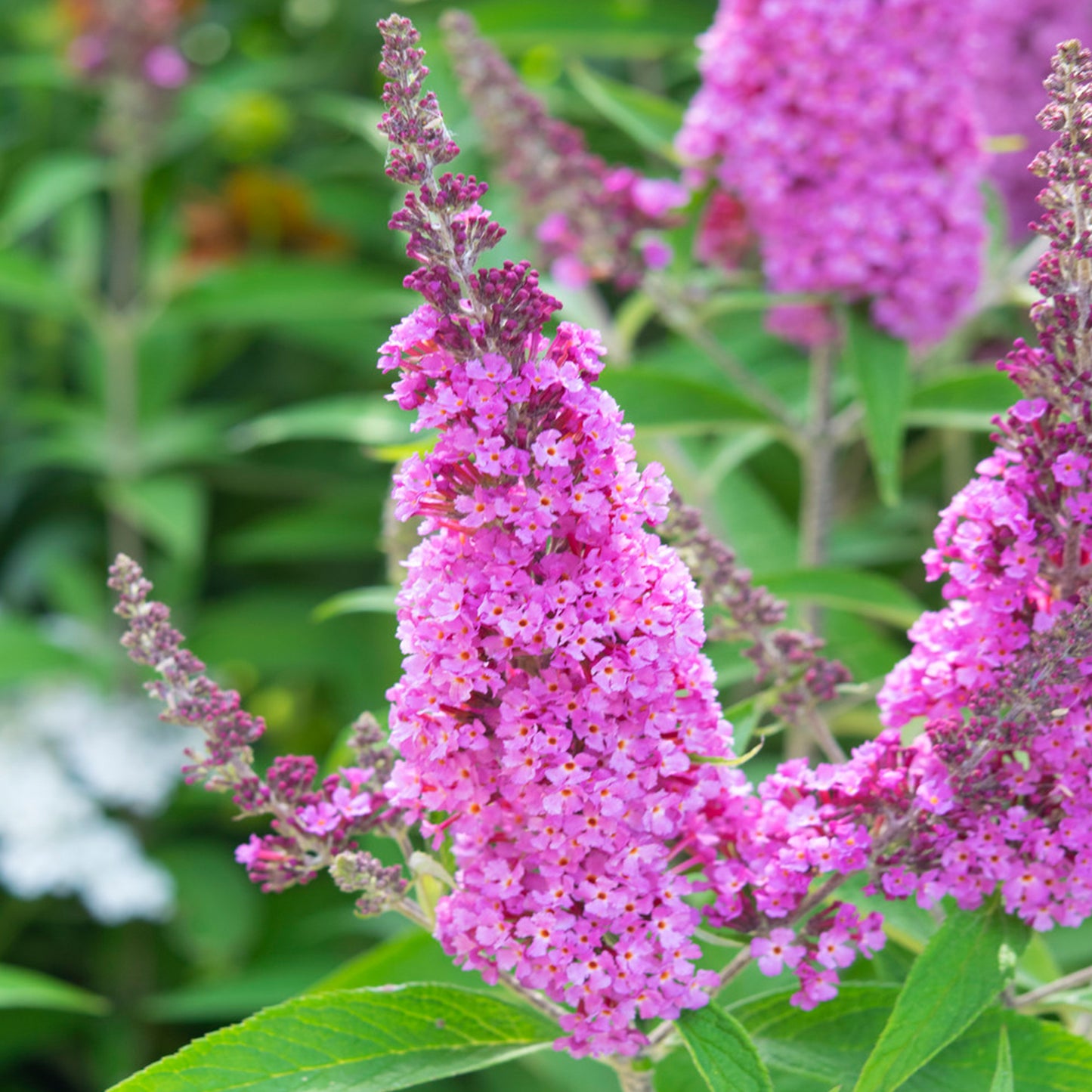 Buddleia Candy Pink