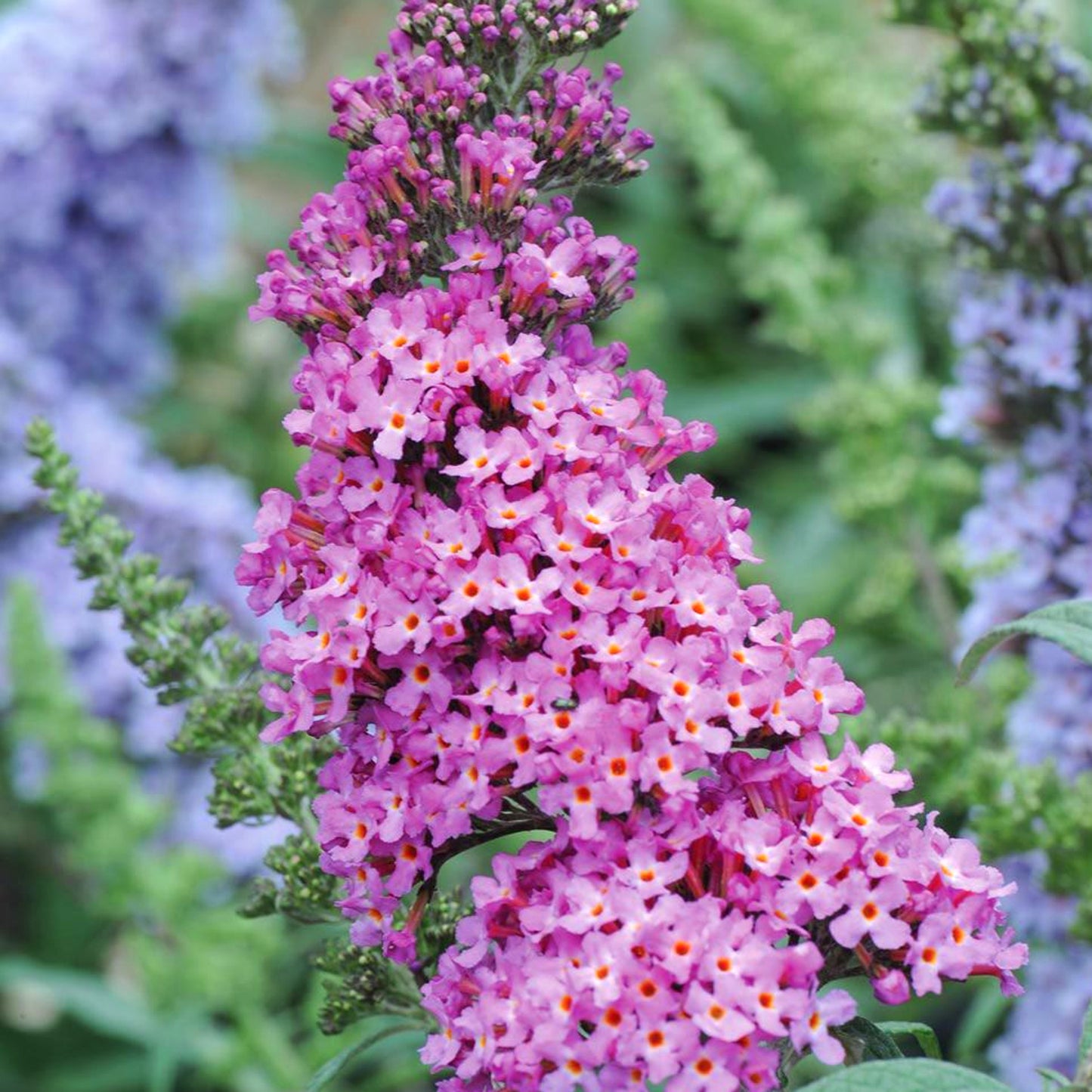 Buddleia Candy Pink