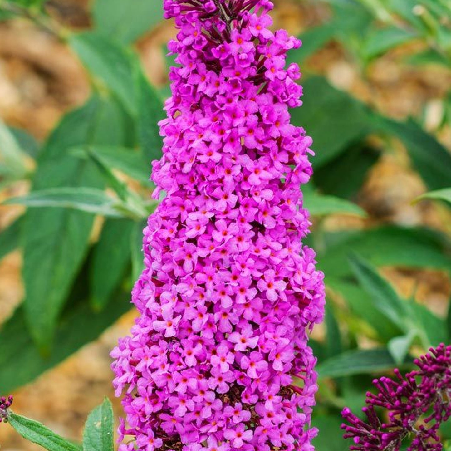 Buddleia Candy Pink