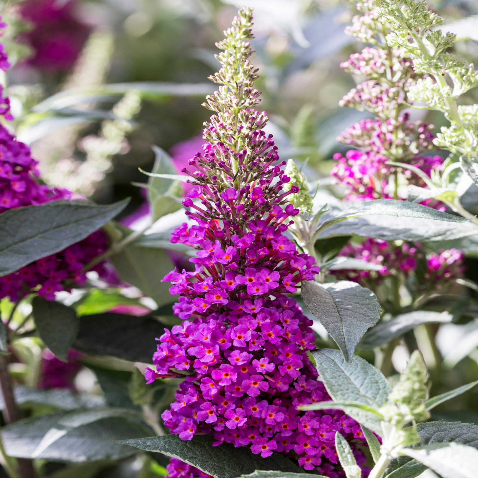 Dwarf Buddleia Raspberry Buddleia Hot Raspberry – 247plants