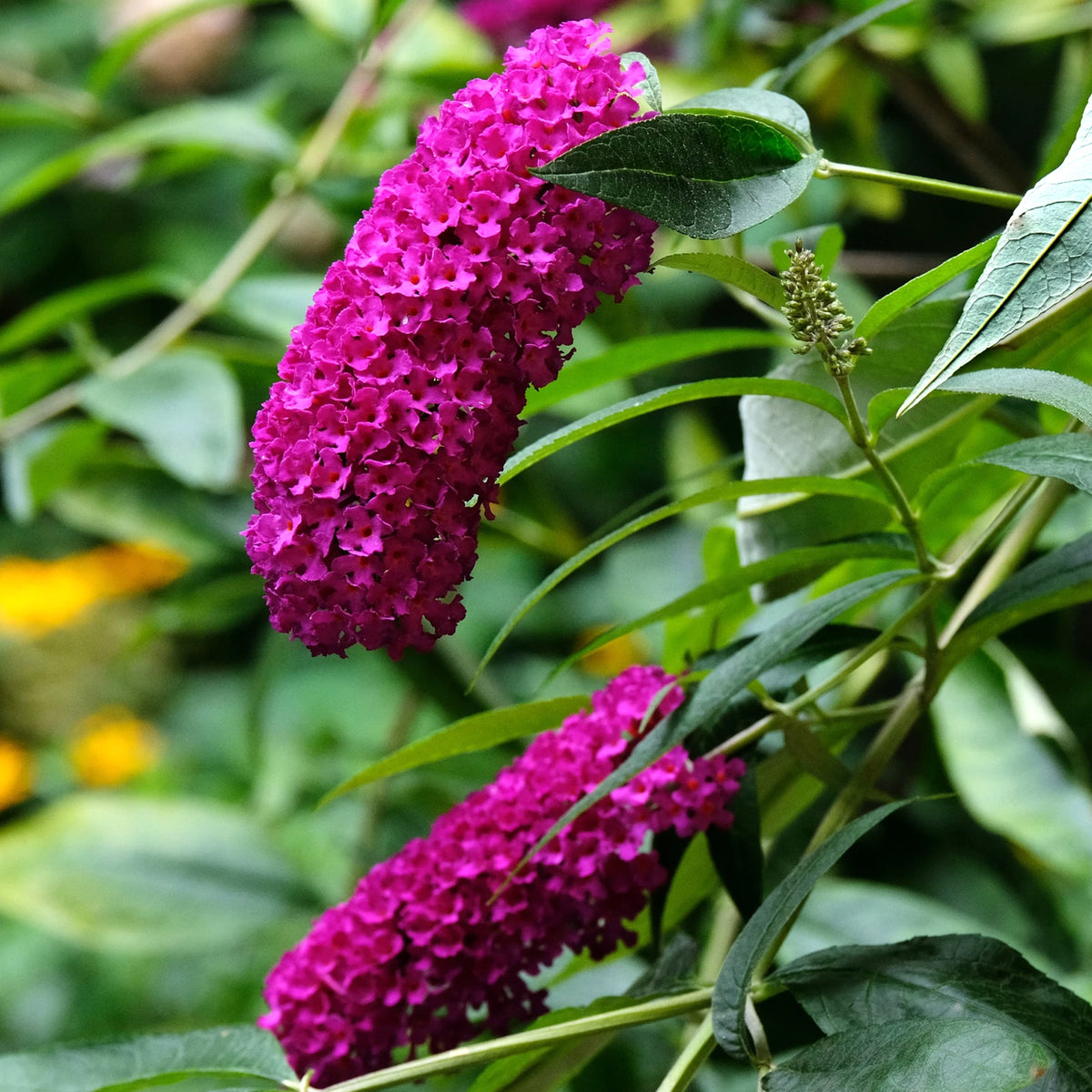 Dwarf Buddleia Raspberry Buddleia Hot Raspberry – 247plants