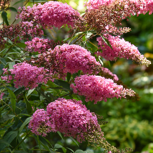 Buddleia Pink Cascade