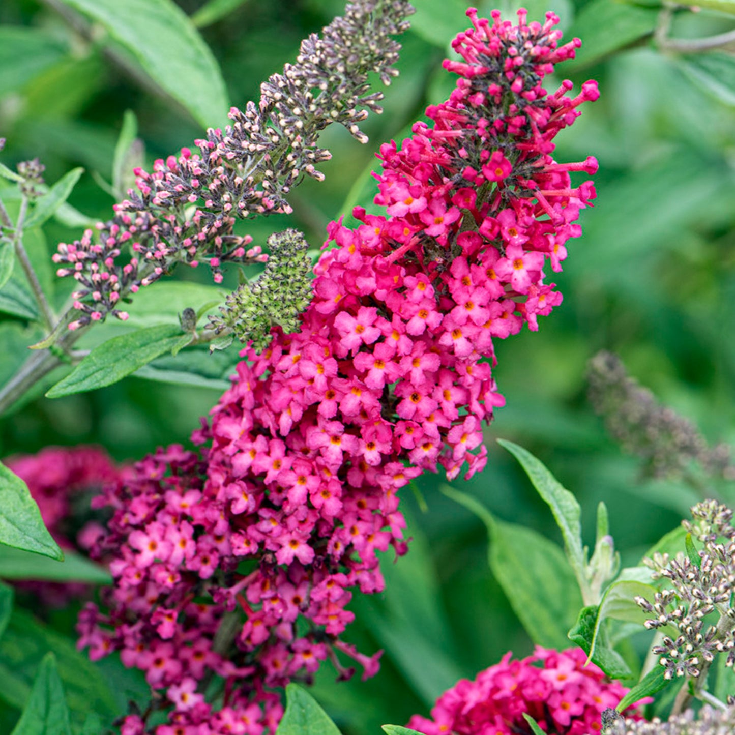 Buddleia Prince Charming