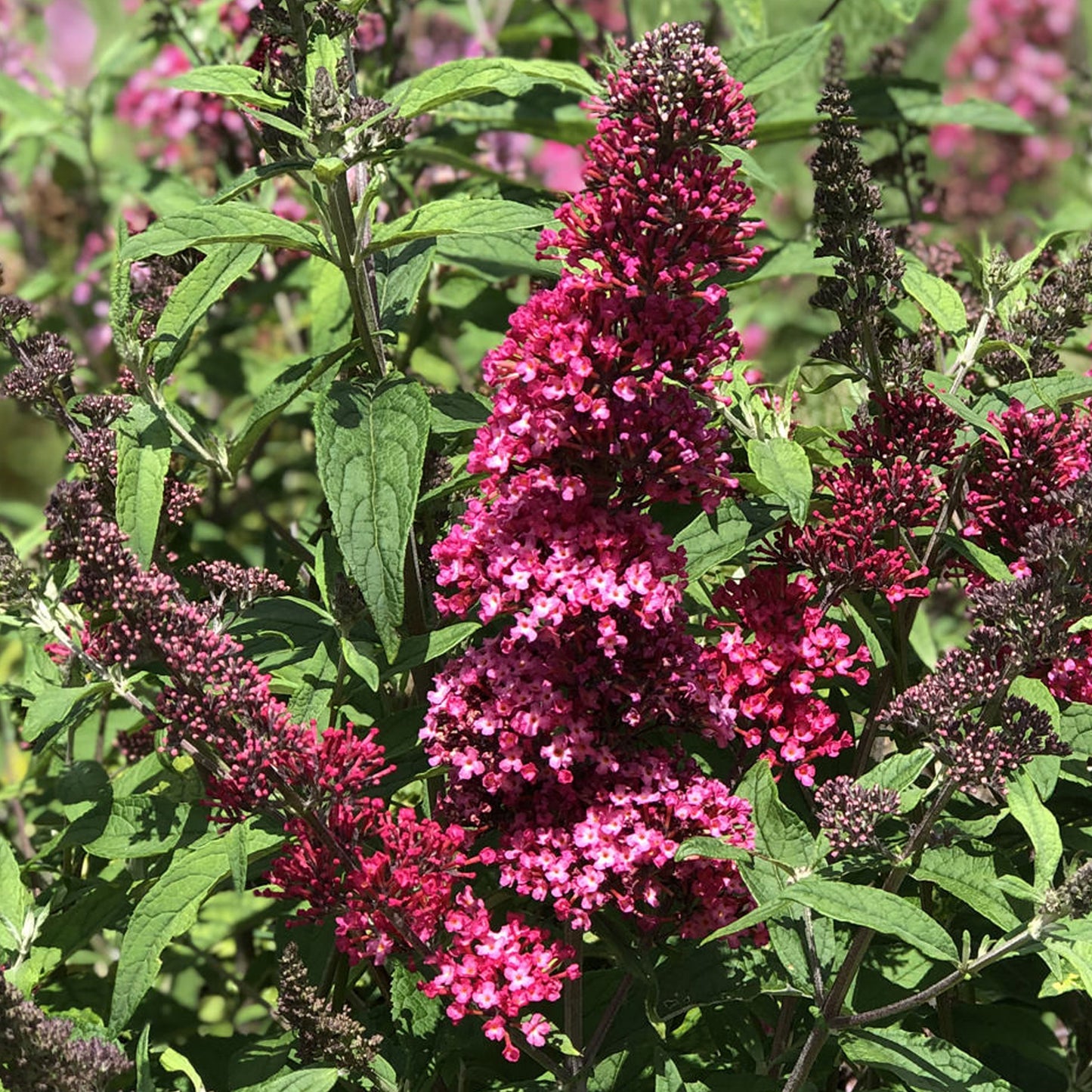 Buddleia Prince Charming