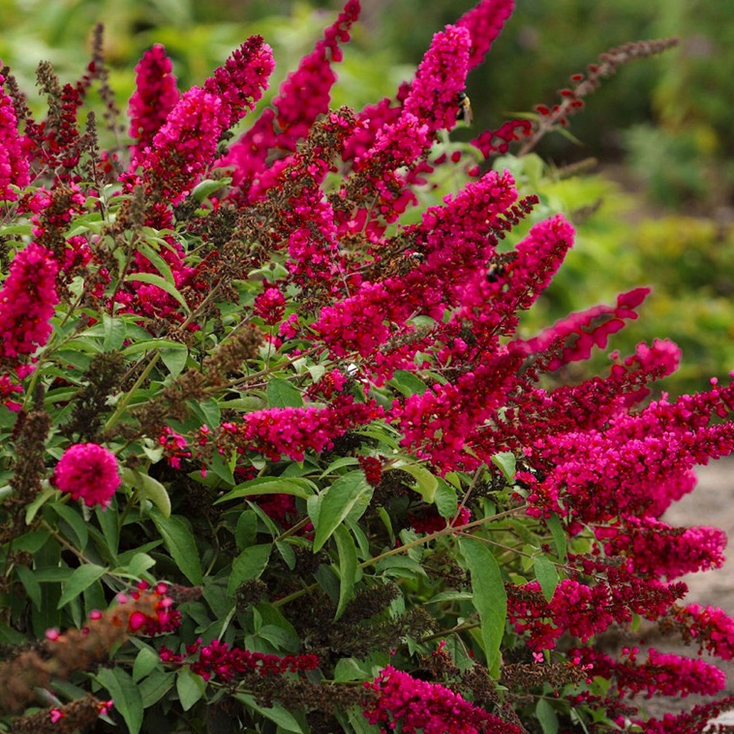 Buddleia Prince Charming