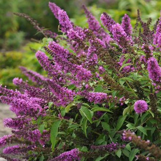 Buddleia Butterfly Tower
