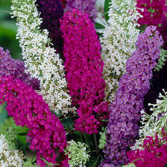 Buddleia Tricolour