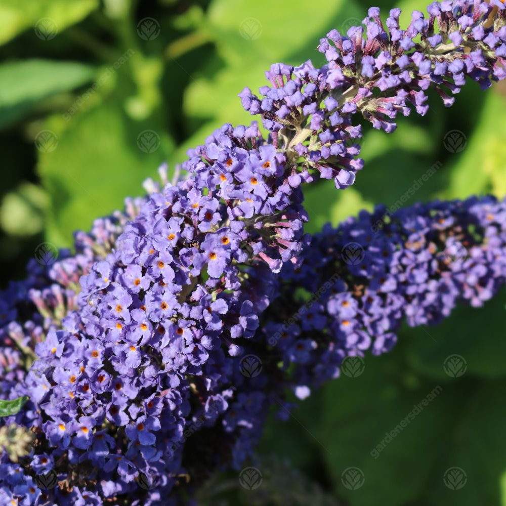 Buddleia Purple (9cm)