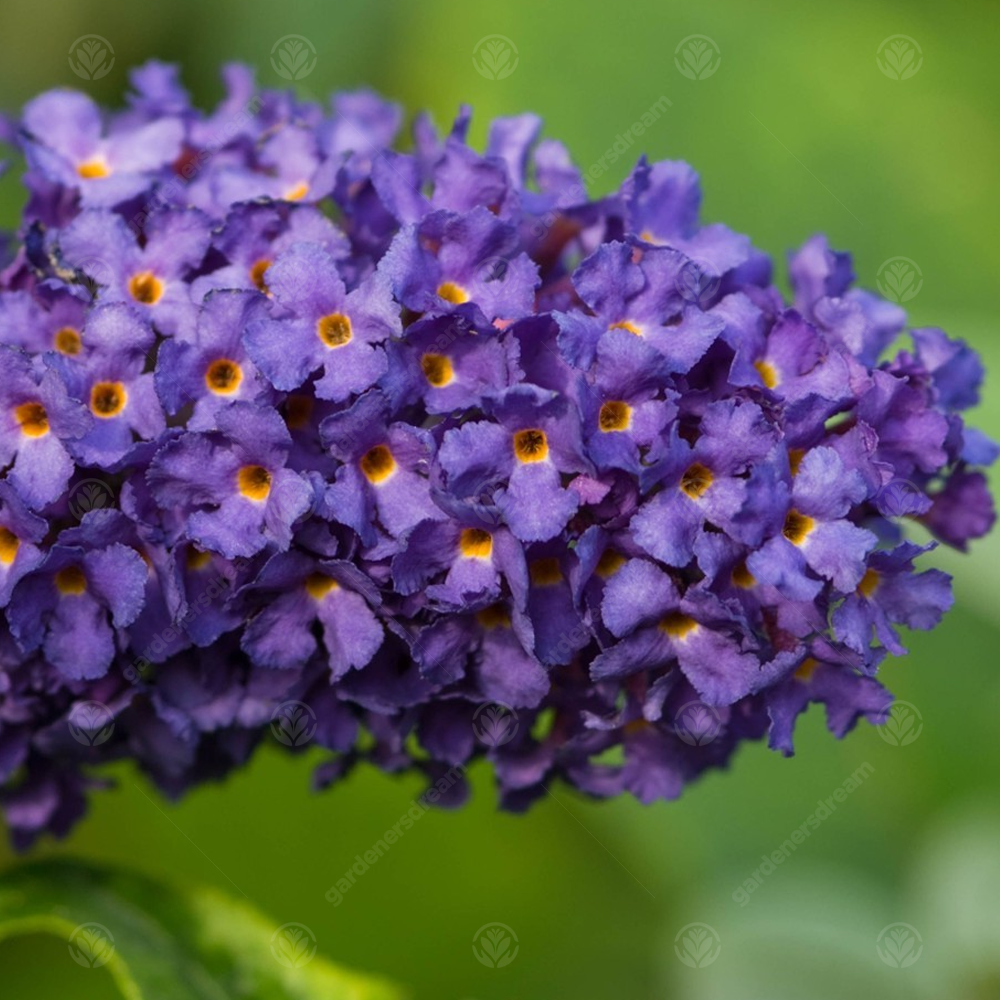 Buddleia Purple (9cm)