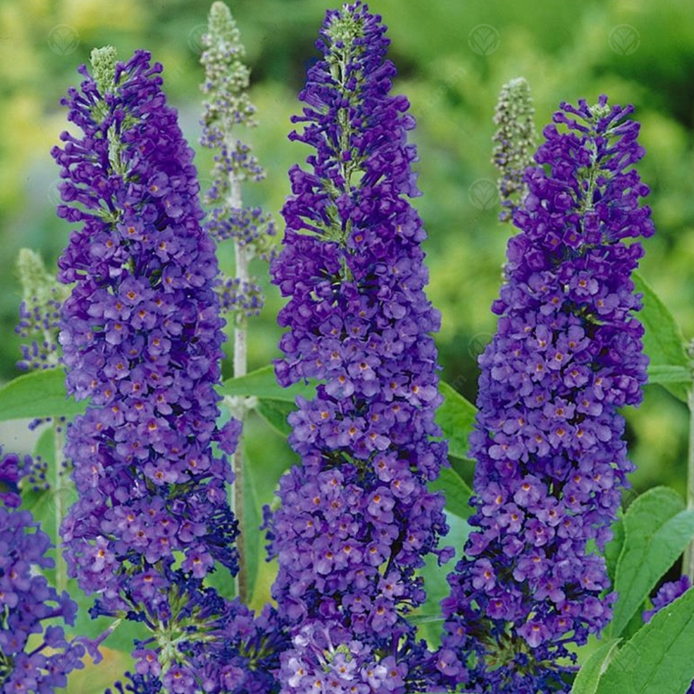Buddleia Purple (9cm)