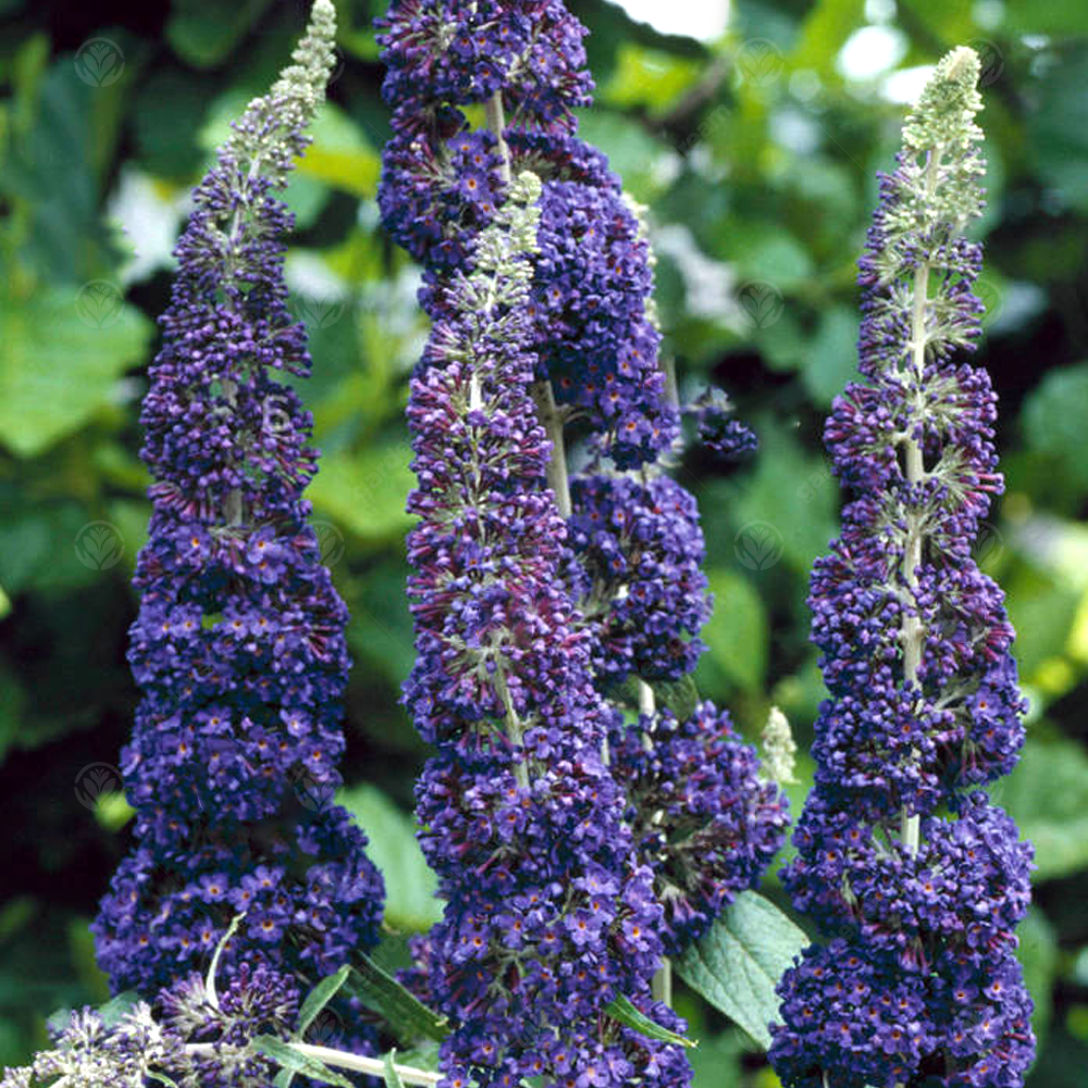 Buddleia Purple (9cm)