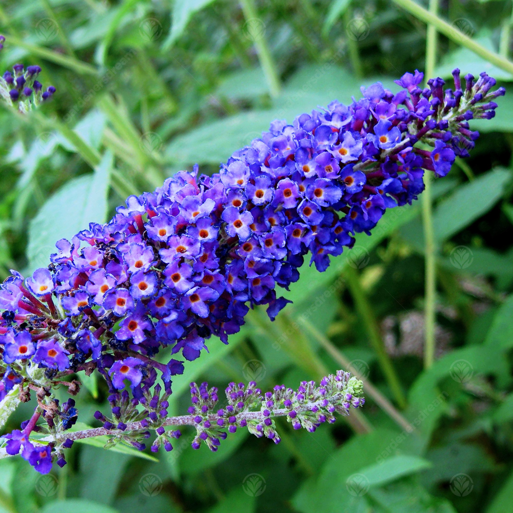 Buddleia Empire Blue (9cm)