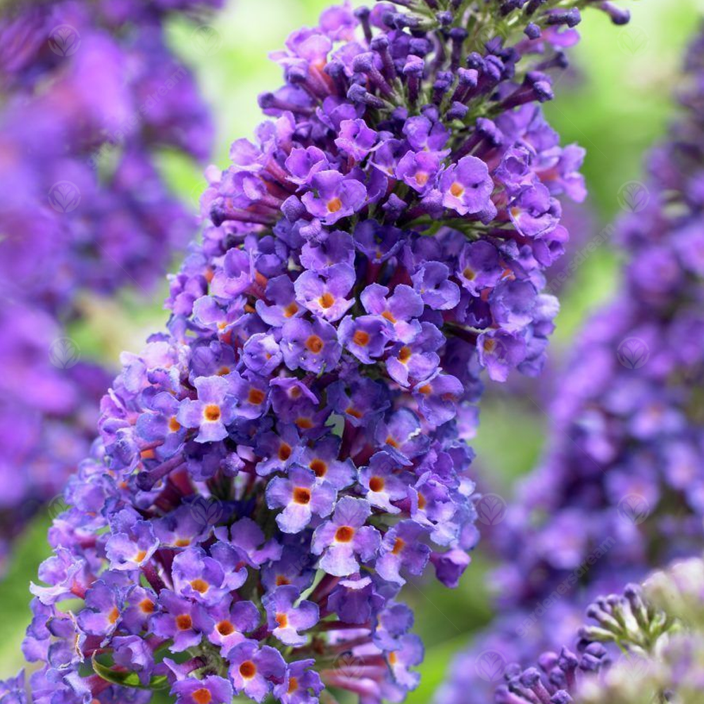 Buddleia Empire Blue (9cm)