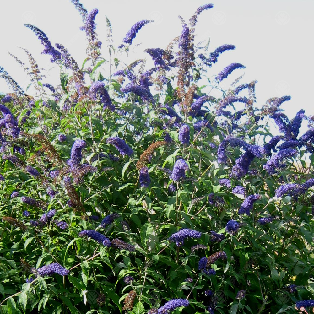 Buddleia Empire Blue (9cm)