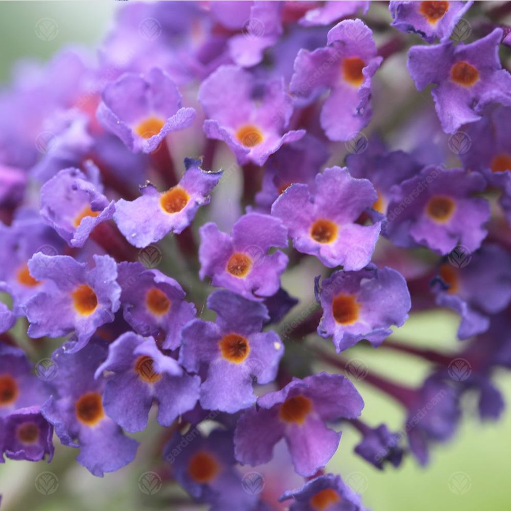 Buddleia Empire Blue (9cm)