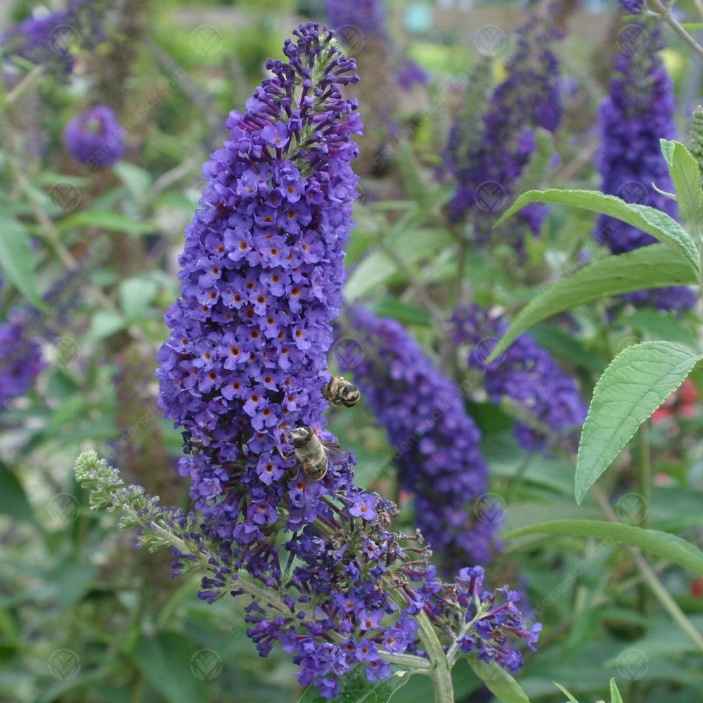 Buddleia Empire Blue (9cm)