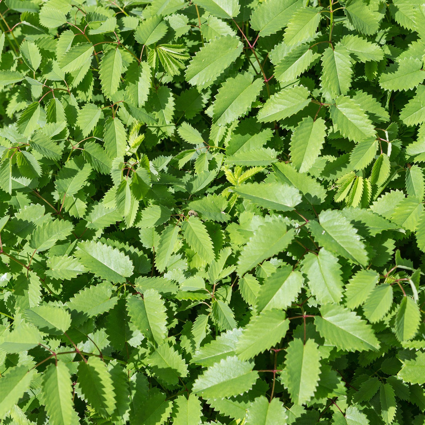 Herb - Burnet Salad