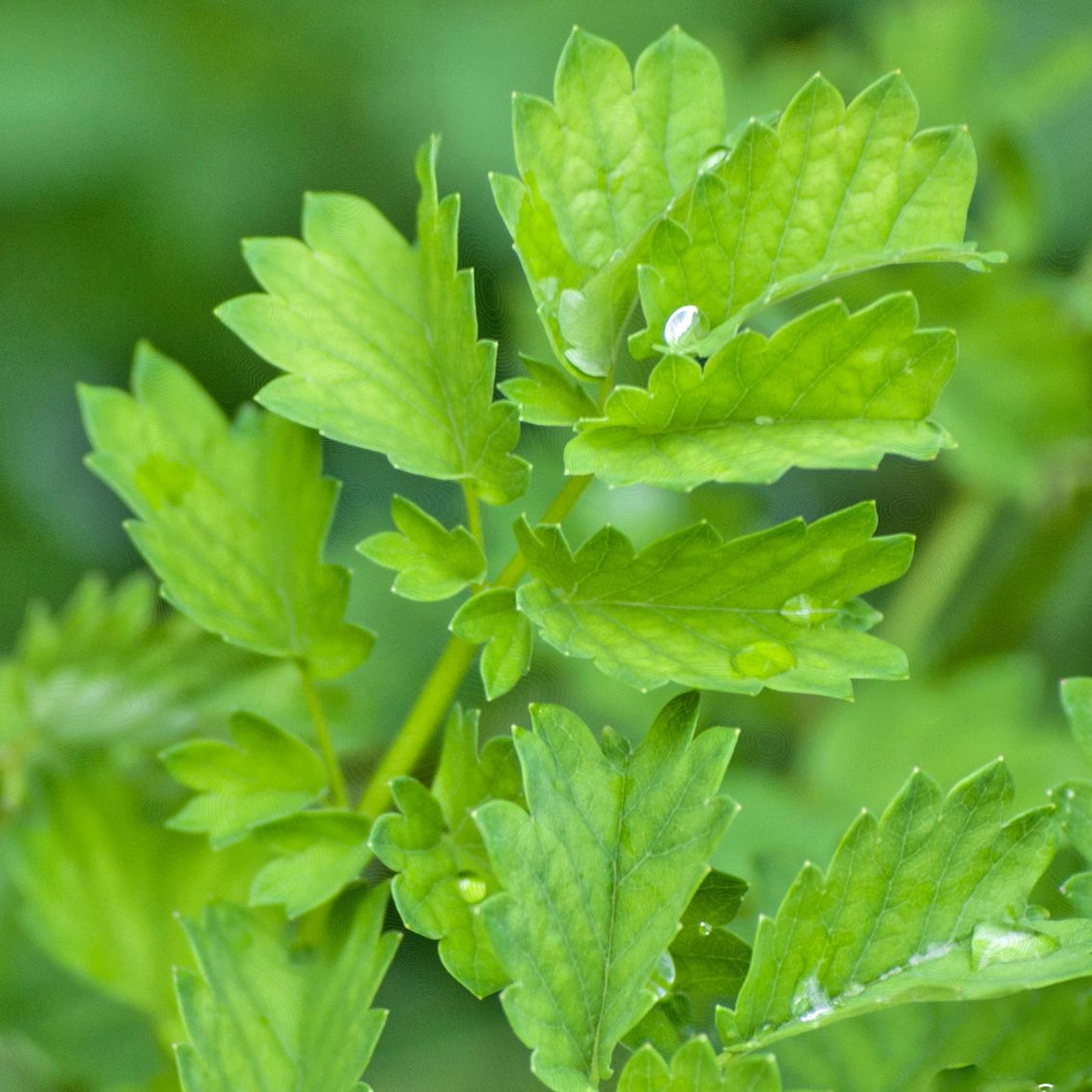 Herb - Burnet Salad