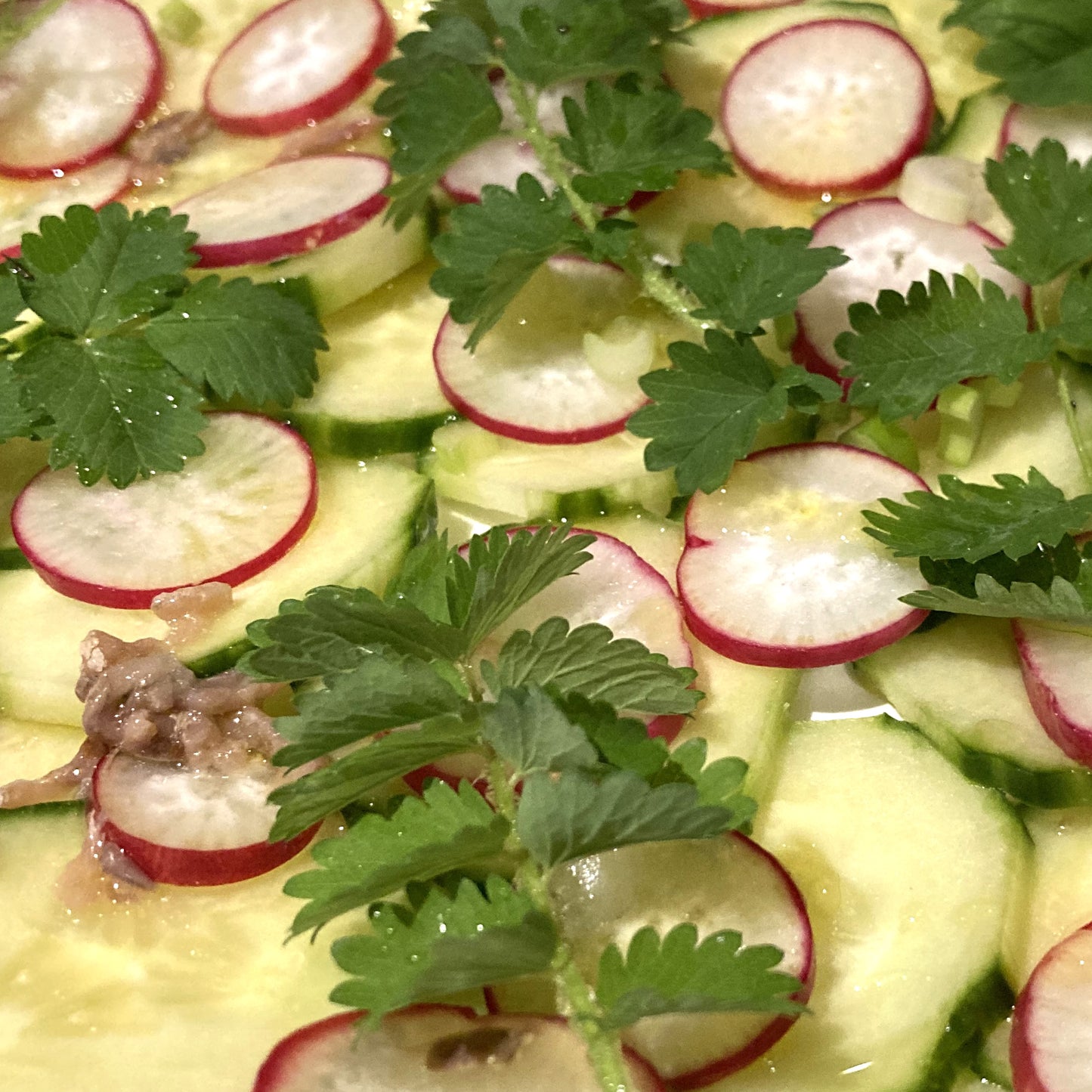 Herb - Burnet Salad