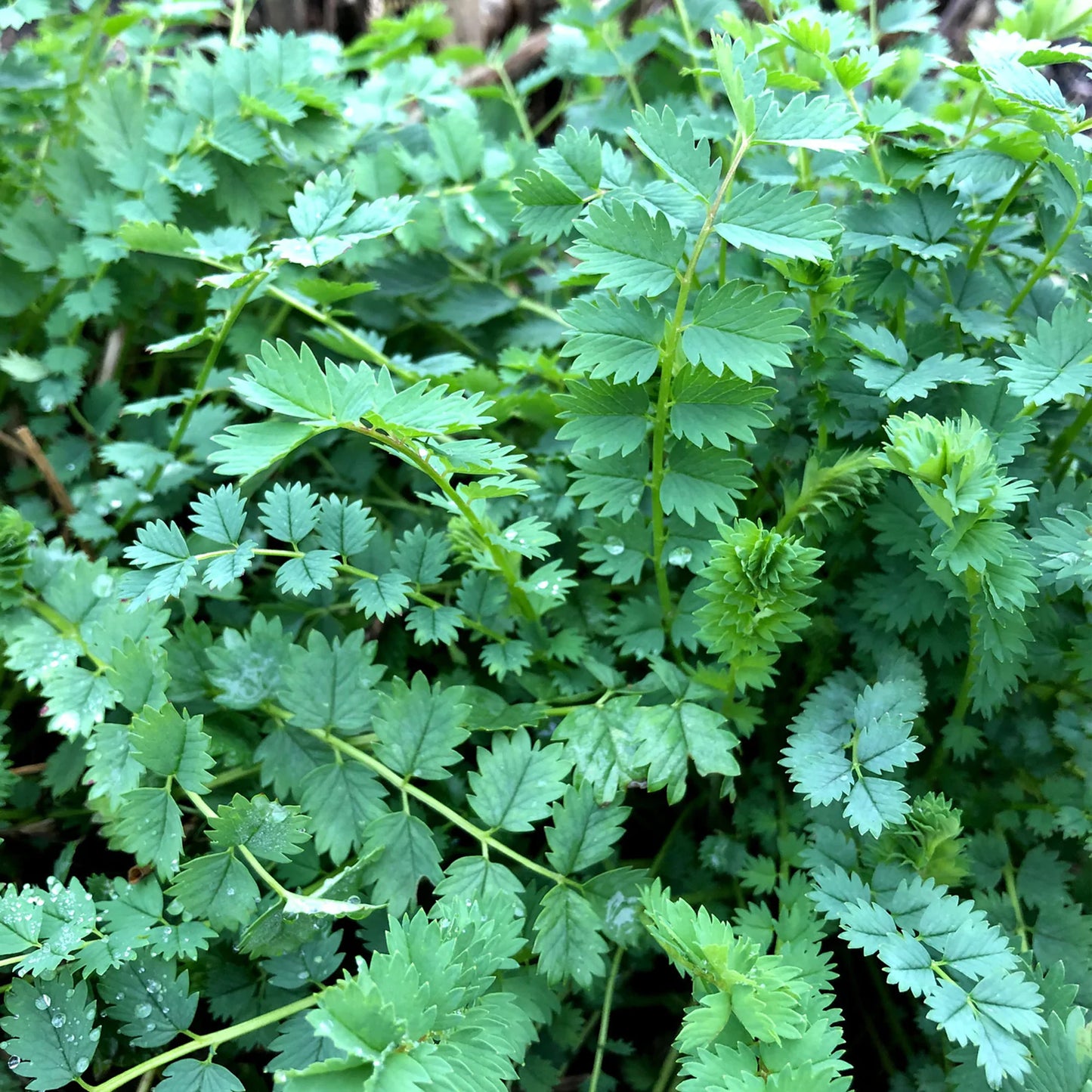 Herb - Burnet Salad