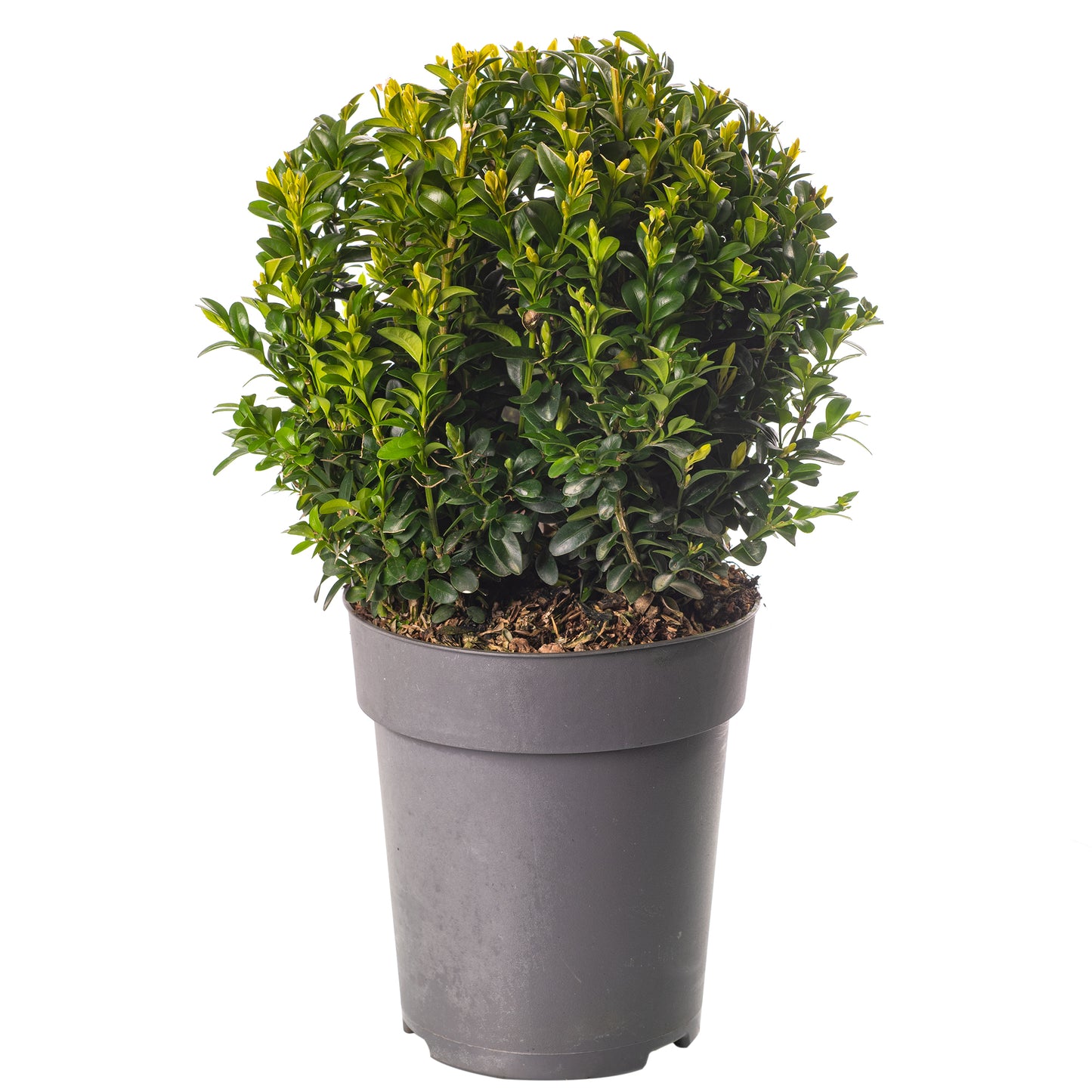 Buxus Ball Plant