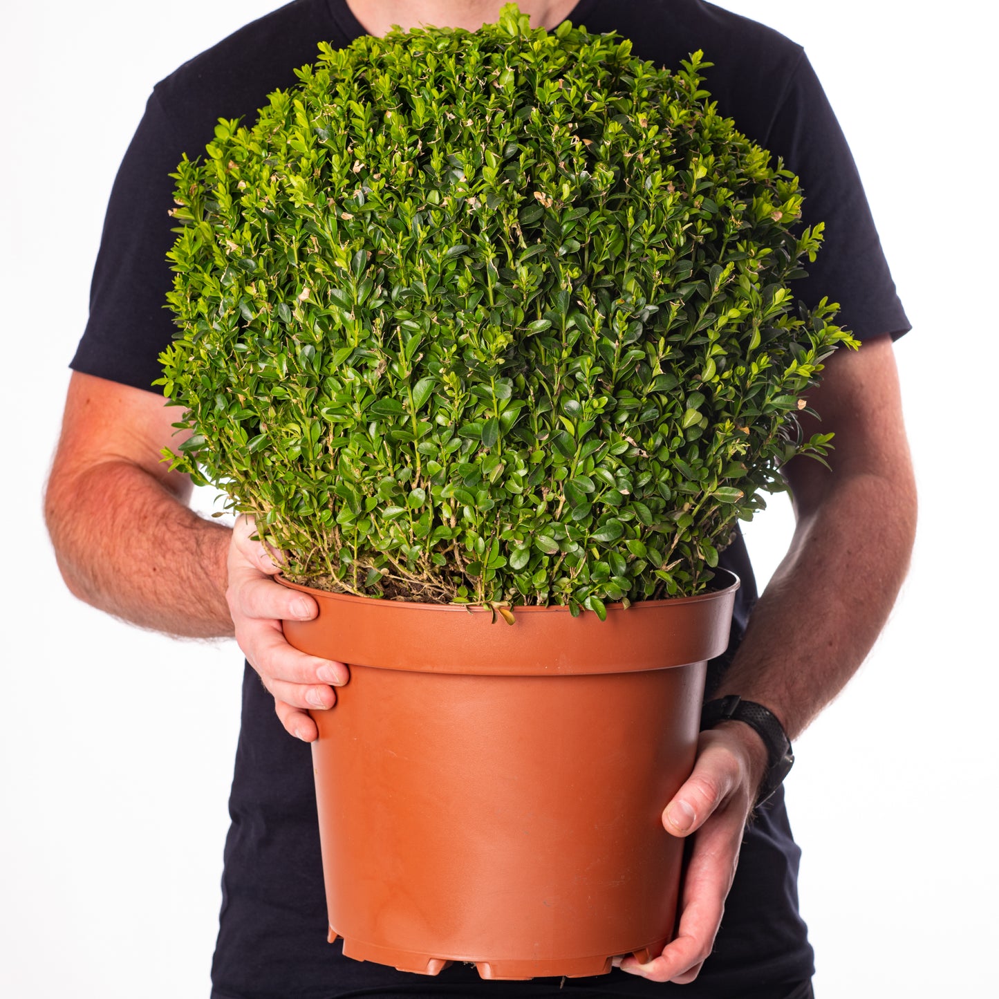 Buxus Ball Plant