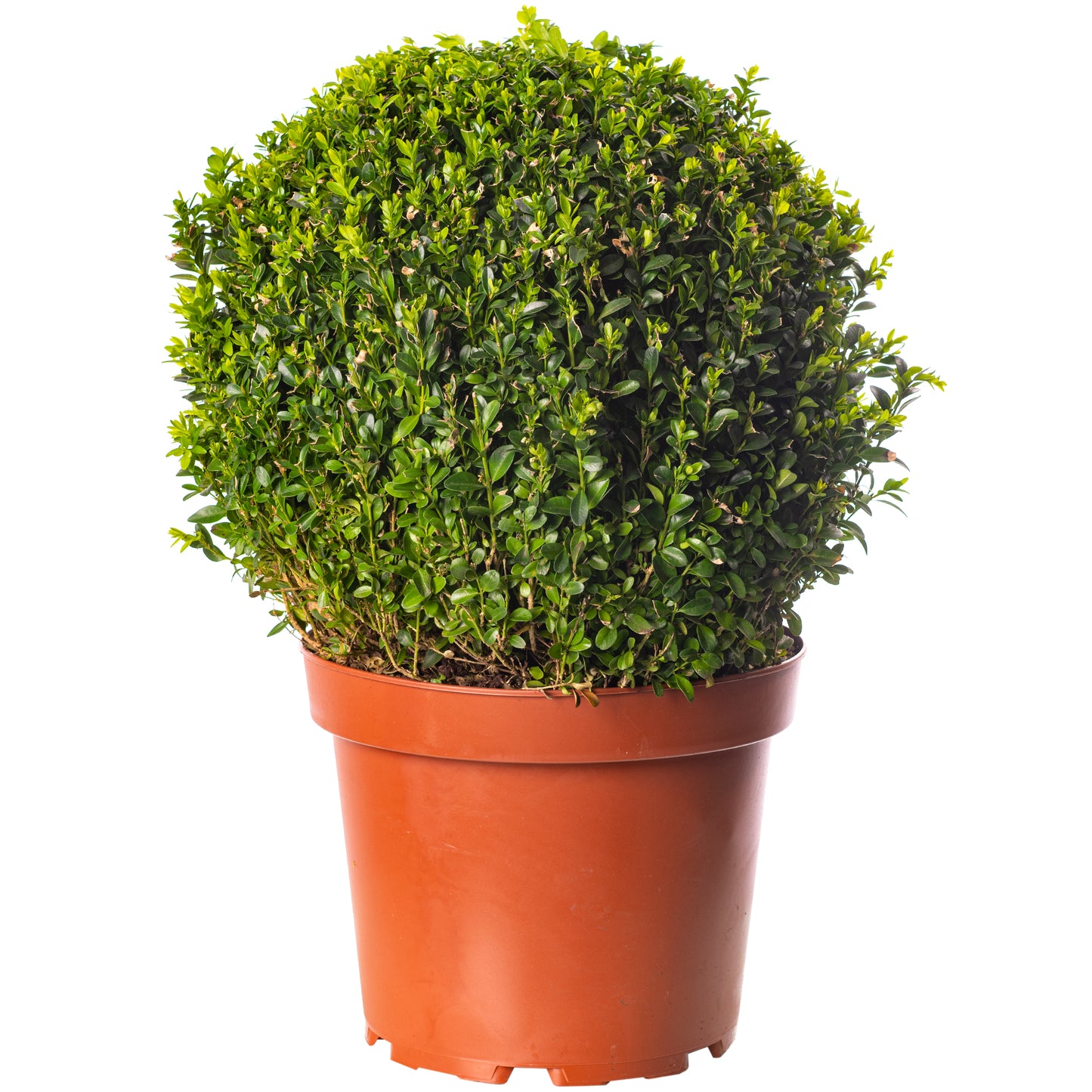 Buxus Ball Plant