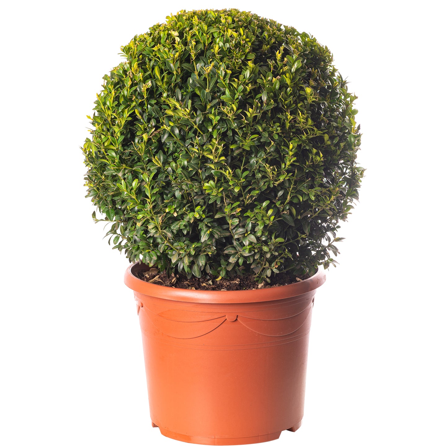 Buxus Ball Plant