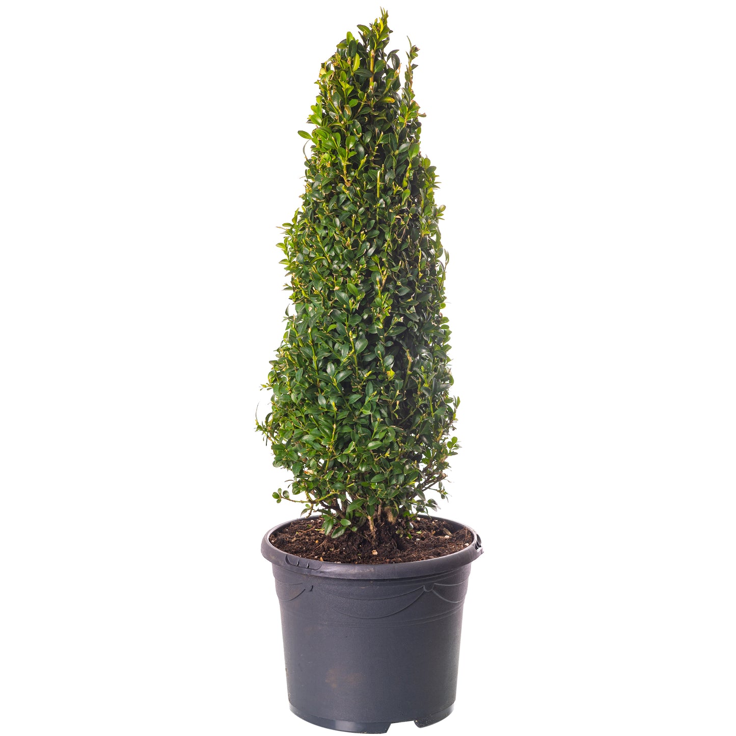 Buxus Pyramid