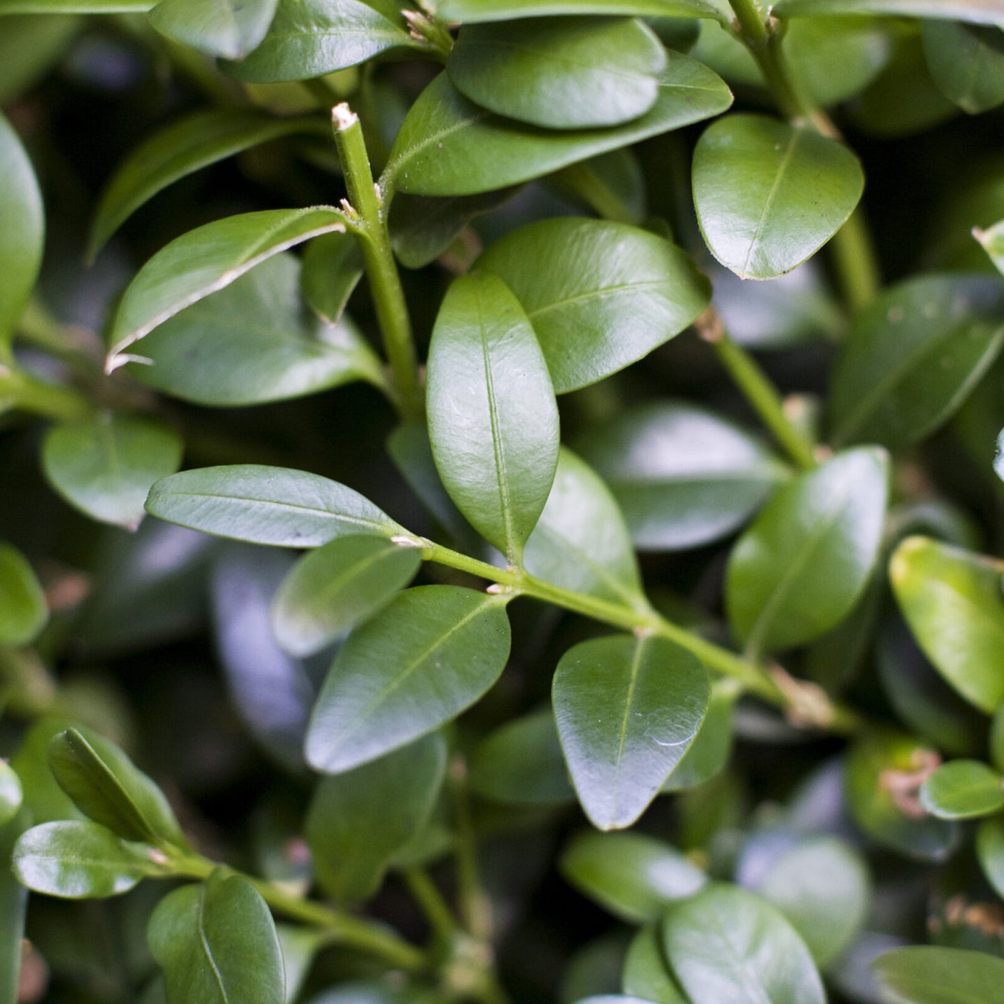 Buxus Pyramid