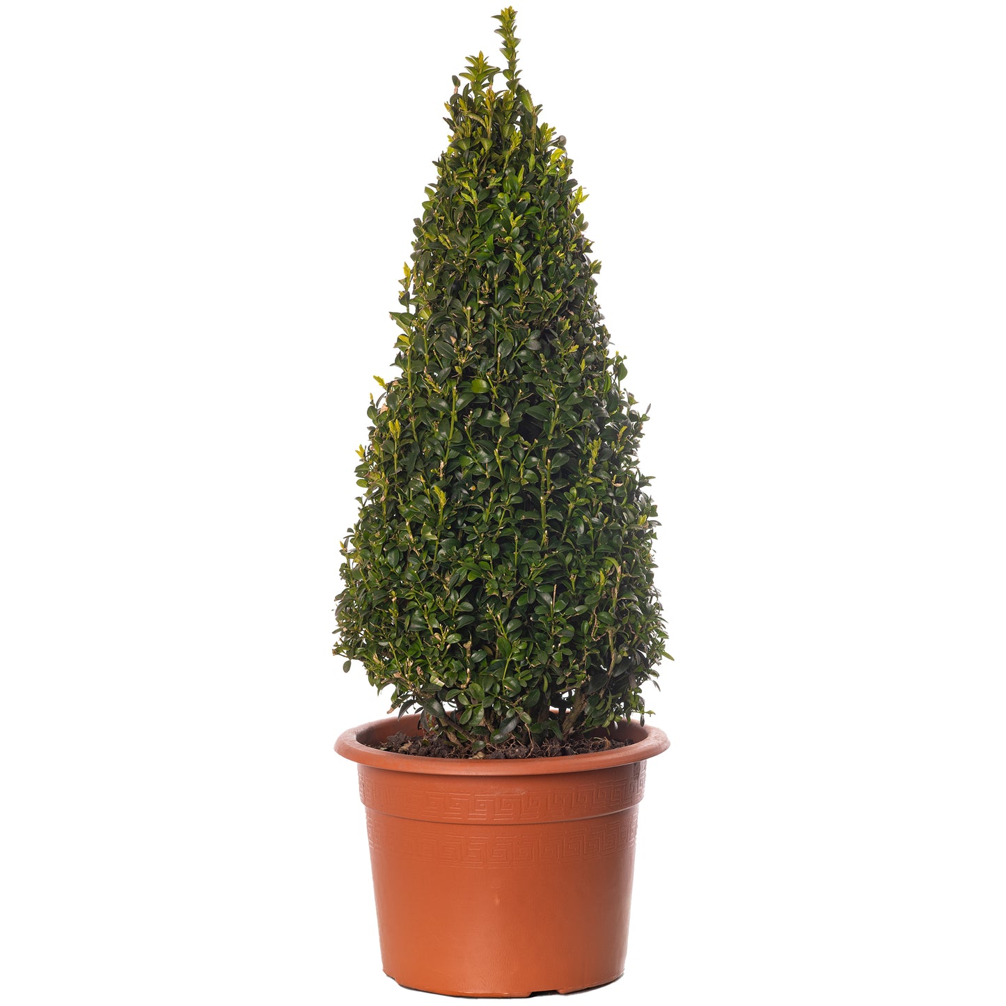 Buxus Pyramid