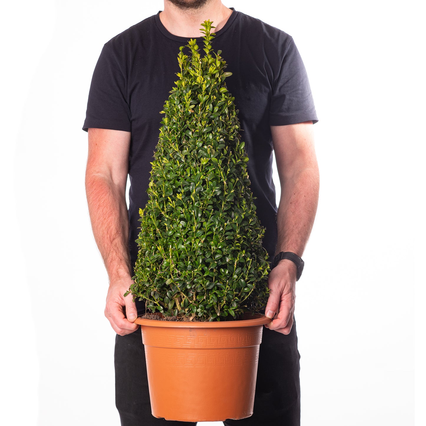 Buxus Pyramid