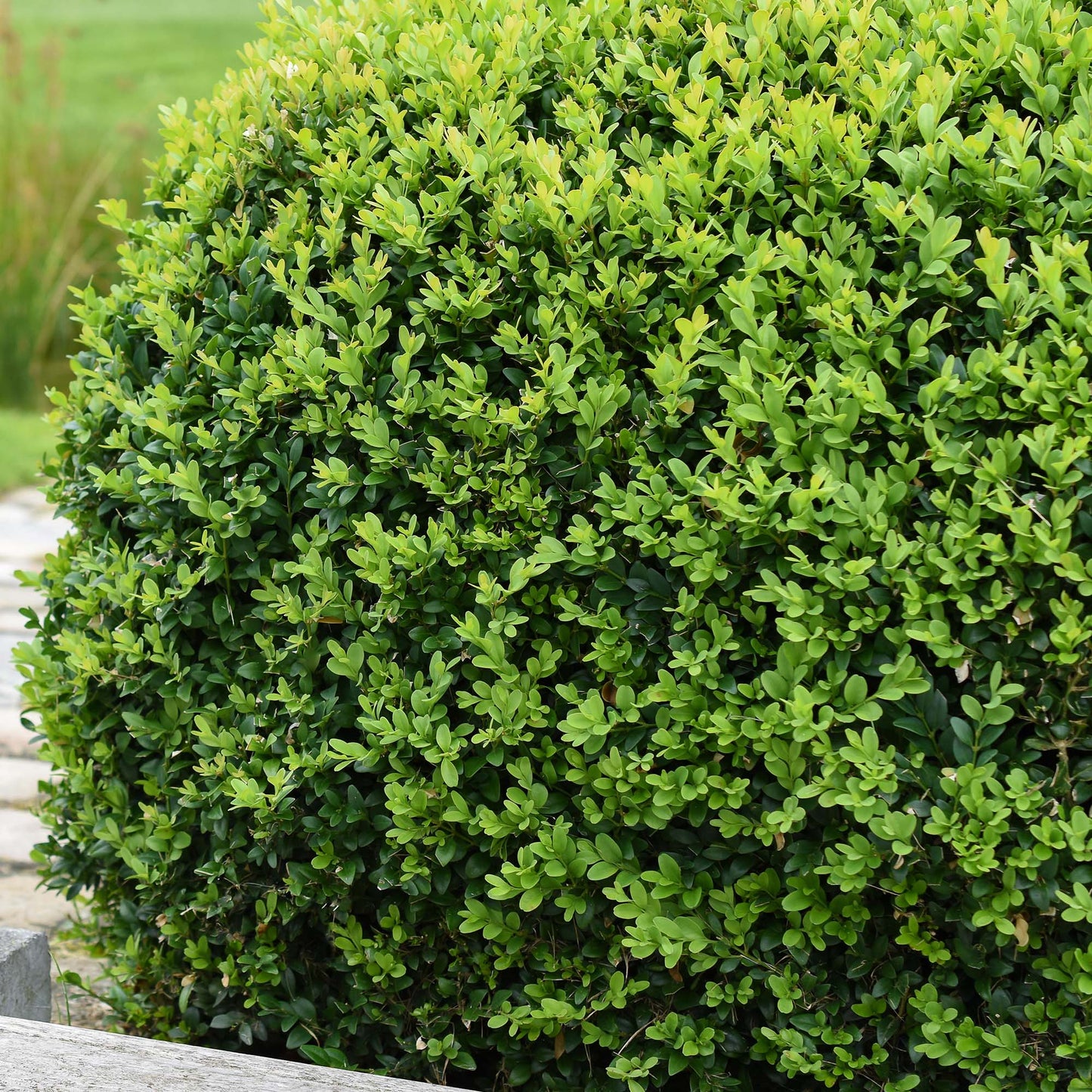 Buxus Sempervirens (1L)