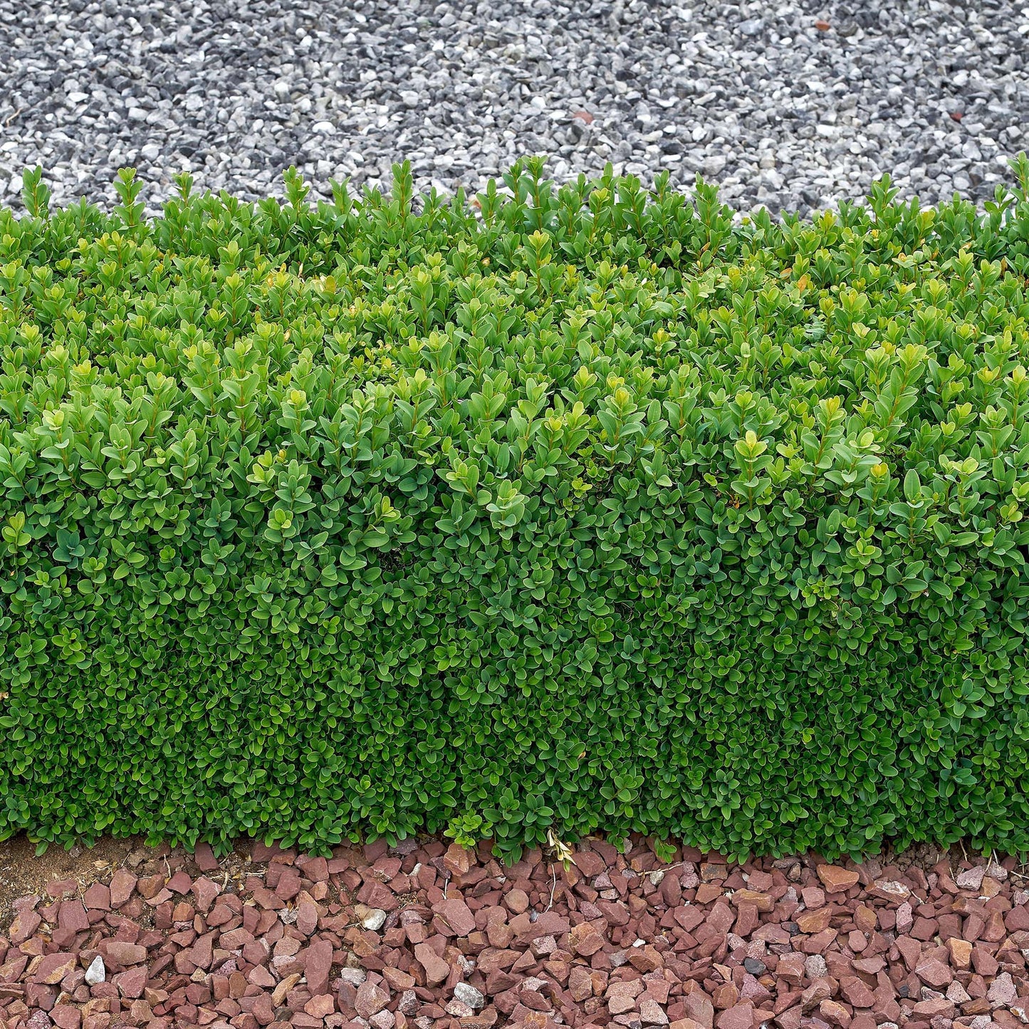 Buxus Sempervirens (1L)