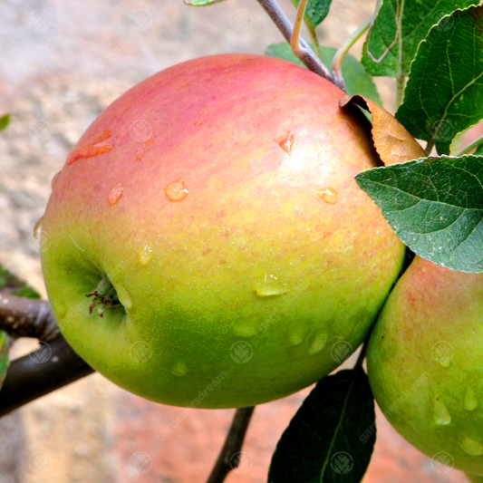 Apple Laxton's Superb (12L, 4-5ft)