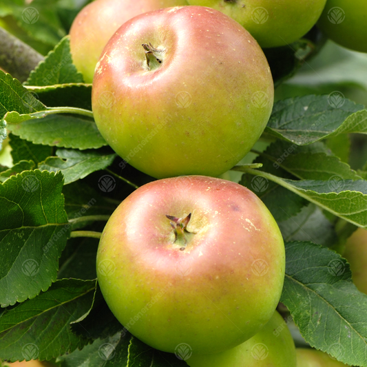Apple Sunset (12L, 4-5ft)