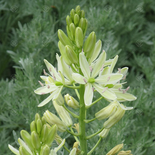 Camassia Leichtlinii Alba -MASTER-