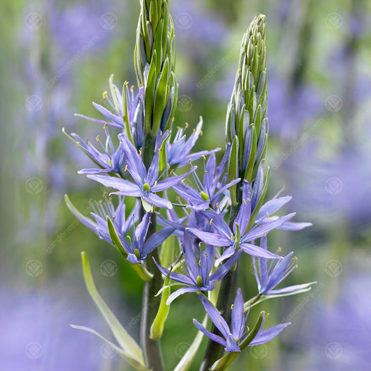 Camassia Leichtlinii Caerulea -MASTER-