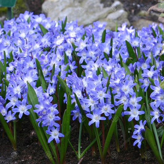 Chionodoxa Forbesii -MASTER-