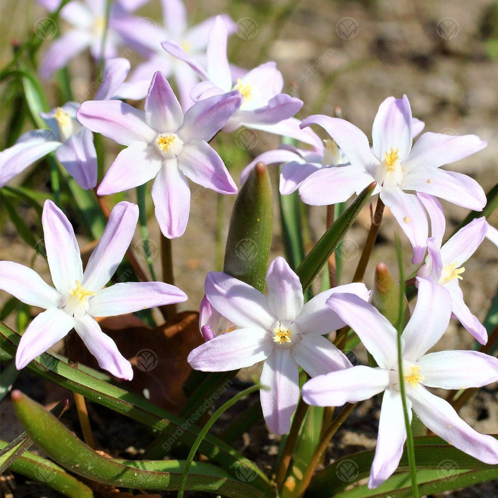 Chionodoxa Pink Giant -MASTER-