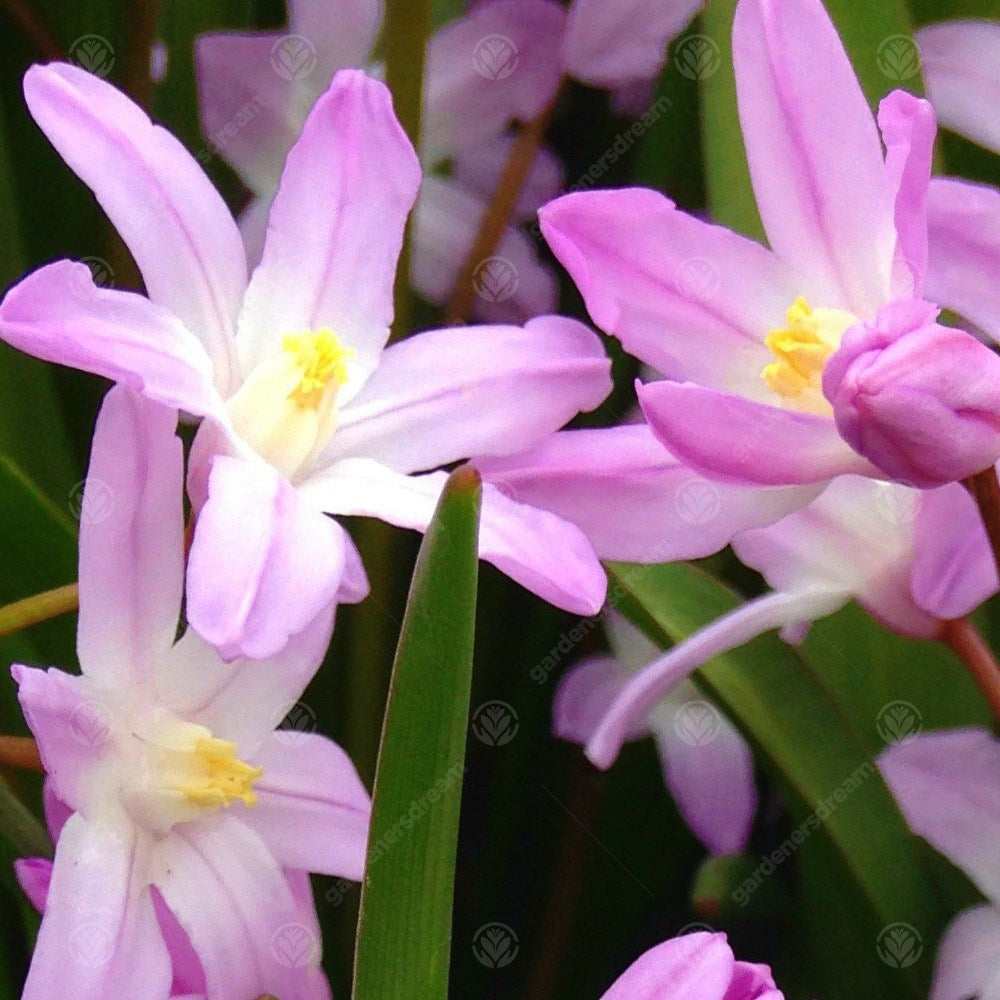 Chionodoxa Pink Giant -MASTER-